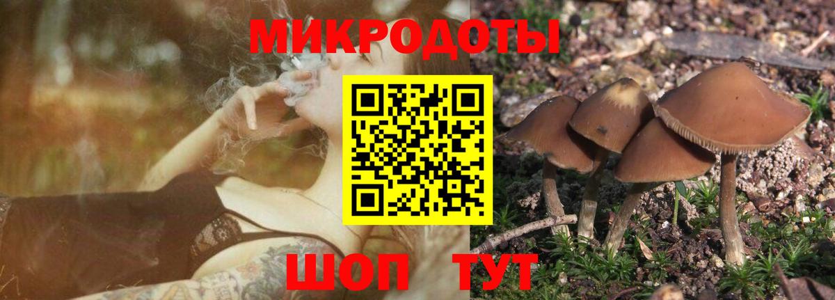 Галлюциногенные грибы Psilocybe Дзержинский